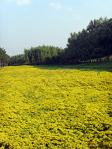 开花地背景图片