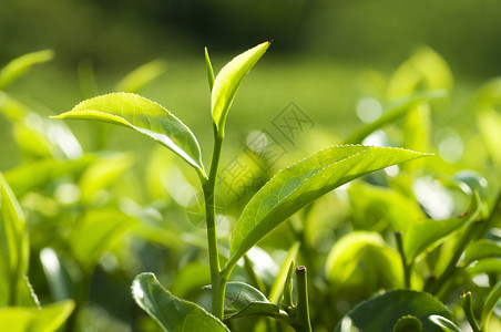 茶叶请假栽培生长农田植物爬坡季节种植园场景场地叶子背景图片