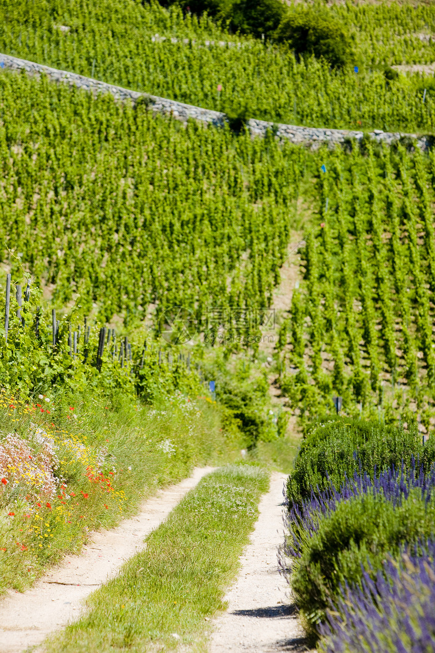 法国种植农村酒业葡萄园生长葡萄栽培植物外观培育图片