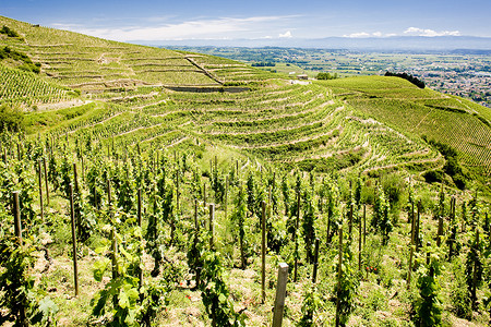 法国农村生长藤蔓葡萄园外观栽培作物酒业生产植物高清图片