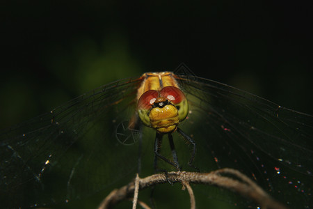 共同达特三联苯基黄色捕食者小贩绿色昆虫黑色棕色宏观动物红色背景图片