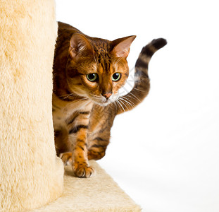 虎座鸟架鼓孟加拉小猫爬到攀岩架角哺乳动物橙子蠕变虎斑条纹猫咪宠物戏剧性金子羊毛背景