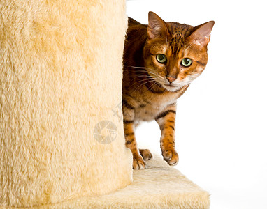 虎座鸟架鼓孟加拉小猫爬到攀岩架角条纹猫科动物羊毛蠕变金子宠物橙子猫咪玩具戏剧性背景