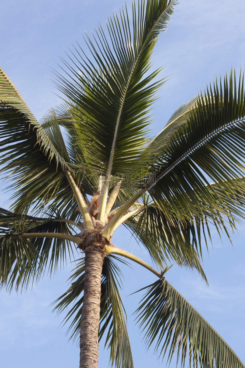 蓝天背景下的热带热带植物农村场地远景太阳农场天气天空蓝色场景季节图片