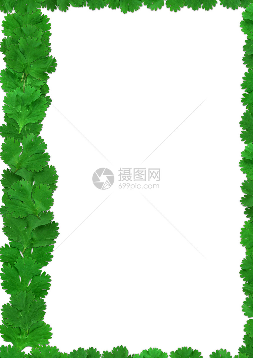 绿色 coriander 叶子 - 白色背景的银色框架图片