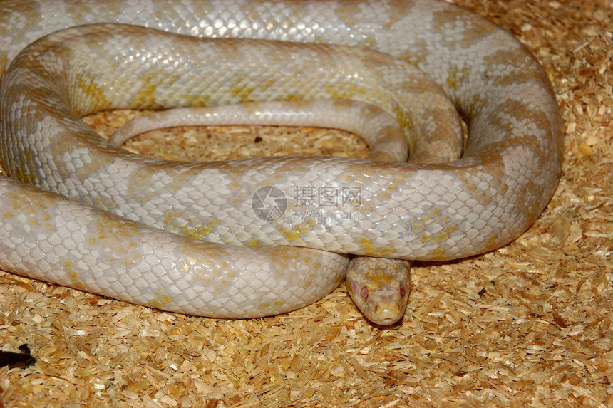 玉米蛇潘特罗菲斯直肠黄色灰色棕色法器脊椎动物爬虫动物白色图片