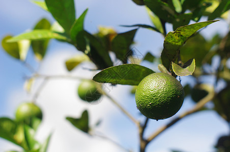 石灰水果收成农业圆形生长叶子柠檬绿色种植植物酸橙高清图片
