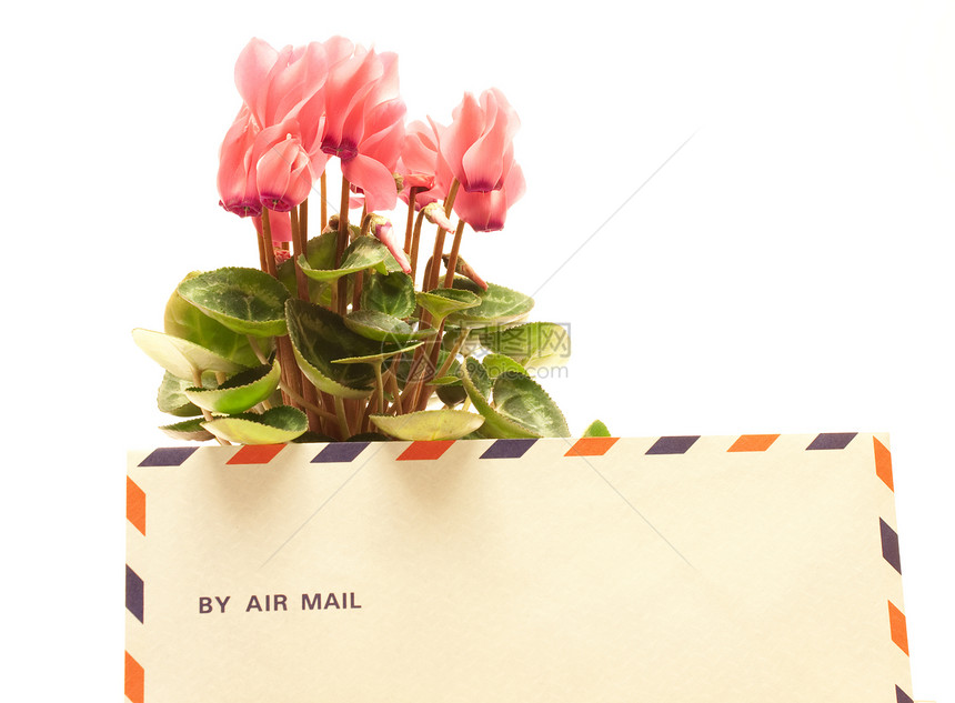 烟花植物群邮件花瓣礼物花园仙客美丽花束植物叶子图片