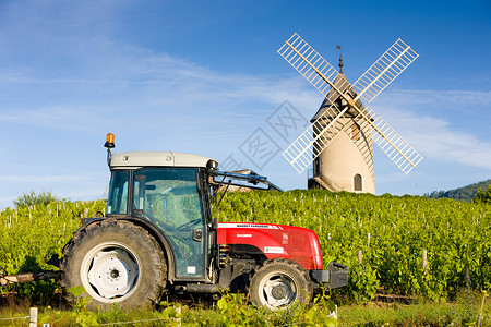 Chnas Beaujolais Bur附近有风车和拖拉机的葡萄园农具种植农业机械酒业藤蔓生产培育农业农场葡萄背景图片