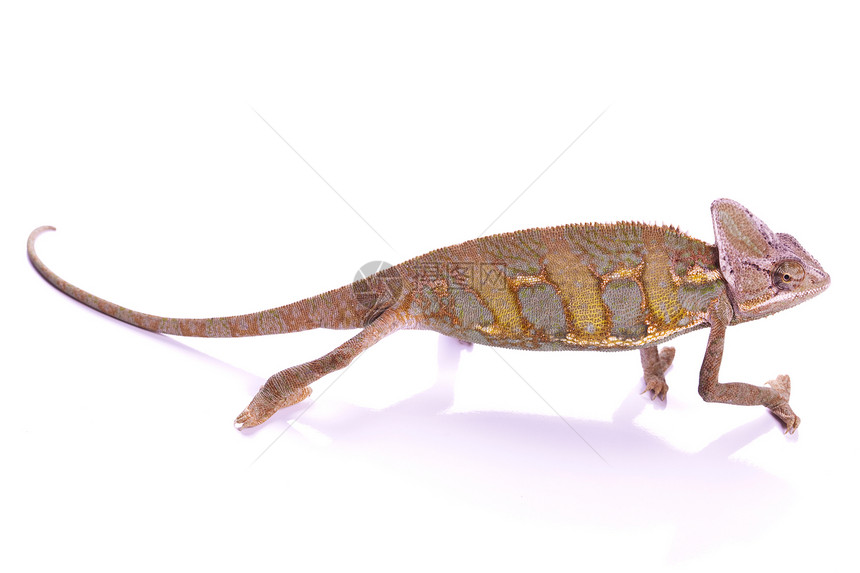 特写大变色龙脊椎动物效果蜥蜴红色动物绿色叶子爬虫主题色彩图片