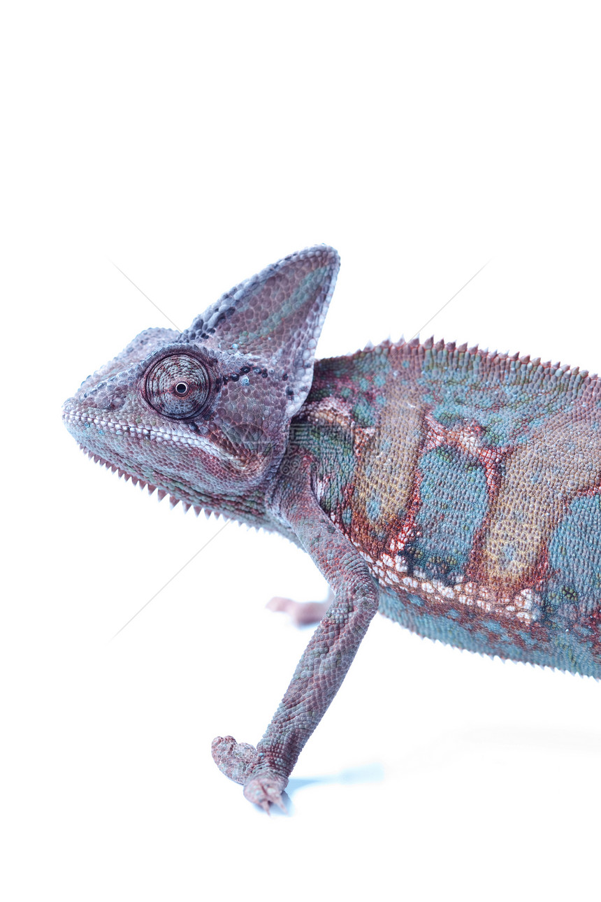 美丽的变色素脊椎动物色彩效果绿色动物爬虫颜色红色主题蜥蜴图片