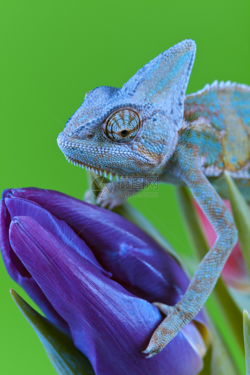变色素爬虫脊椎动物色彩动物效果红色主题绿色蜥蜴纹理图片