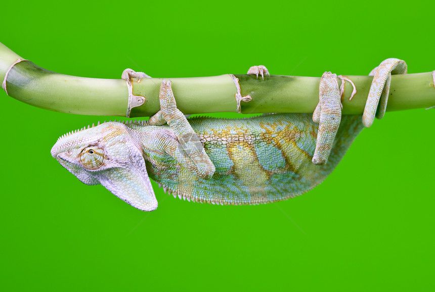 美丽的变色素绿色效果蜥蜴红色色彩纹理叶子脊椎动物颜色竹子图片