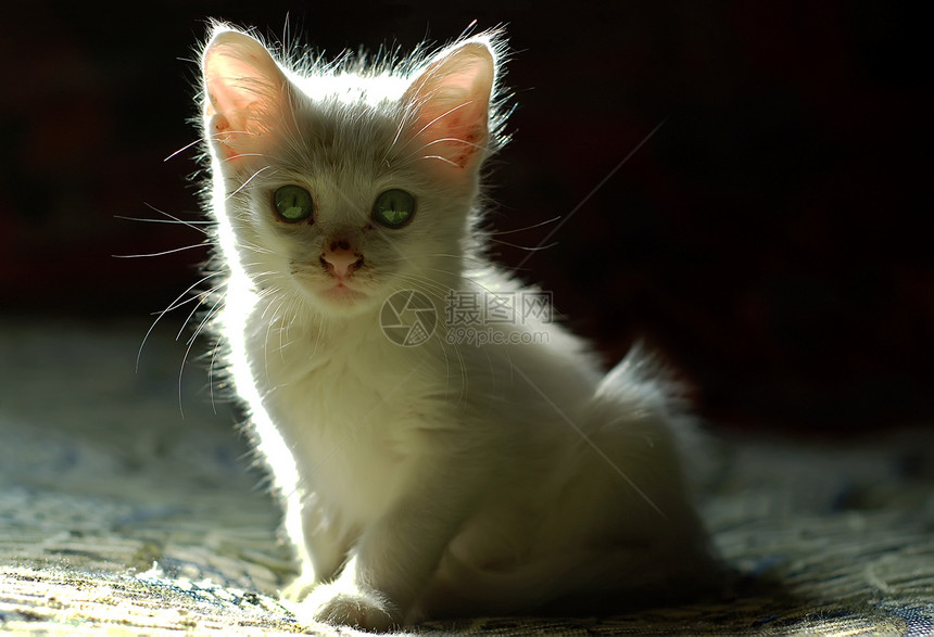 可爱的小白小猫1图片