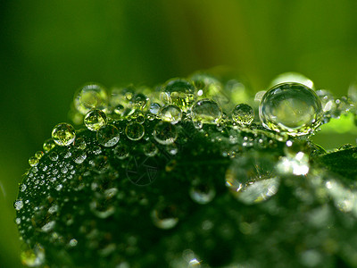 水滴珍珠雏菊宏观绿色美术背景图片