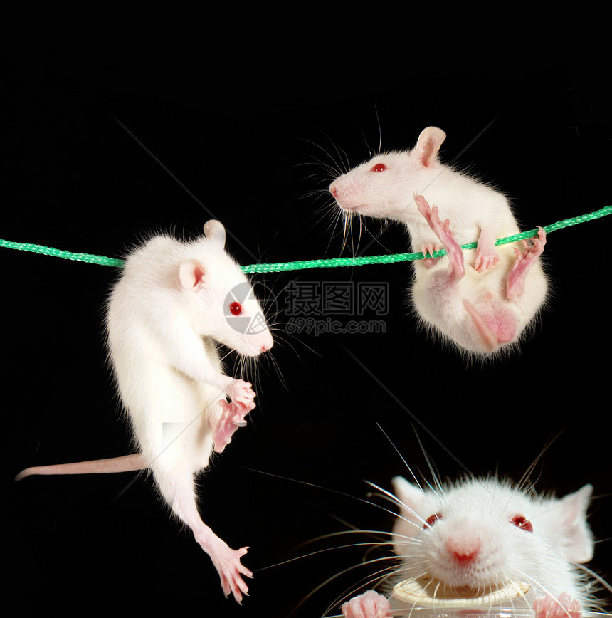 大鼠害虫白色毛皮动物实验室哺乳动物老鼠尾巴好奇心宠物图片