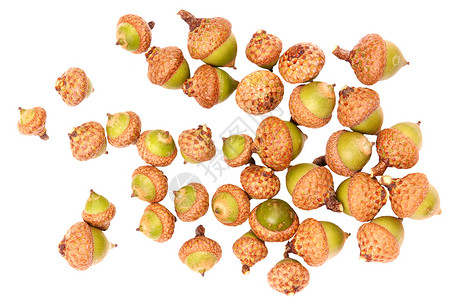 橡树青铜白色种子帽子自然季节水果橡子背景图片