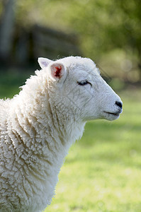 羔羊绿色场地羊毛农场白色哺乳动物草地母羊羊肉后代年轻的高清图片素材
