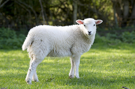 羔羊母羊农村羊毛绿色农田农业农场场地乡村羊肉国家高清图片素材