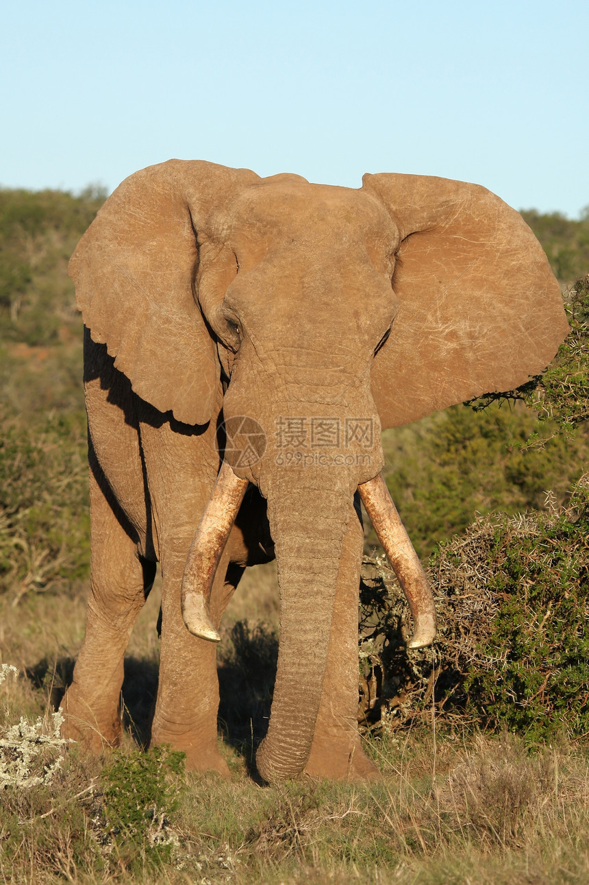 非洲大象非洲荒野领导者濒危白色鼻子公园动物灰色象牙游戏图片