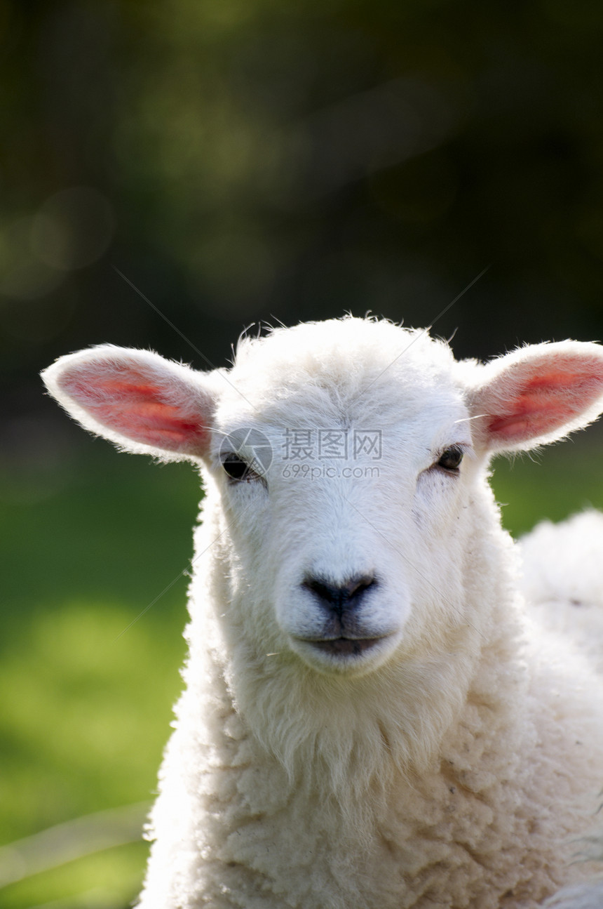羔羊哺乳动物母羊白色农场农业农村绿色羊毛家畜乡村图片