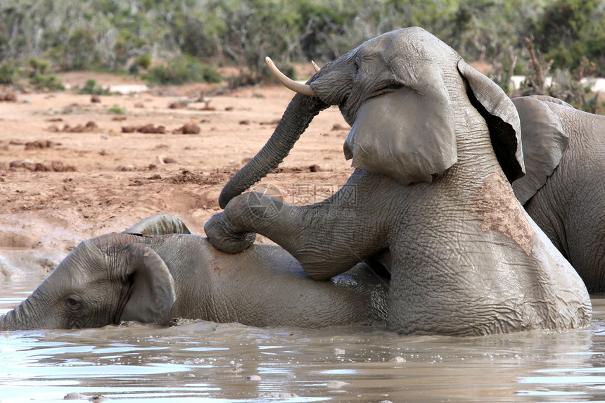非洲大象乐野生动物哺乳动物游泳树干公园水坑乐趣行动象牙运动图片