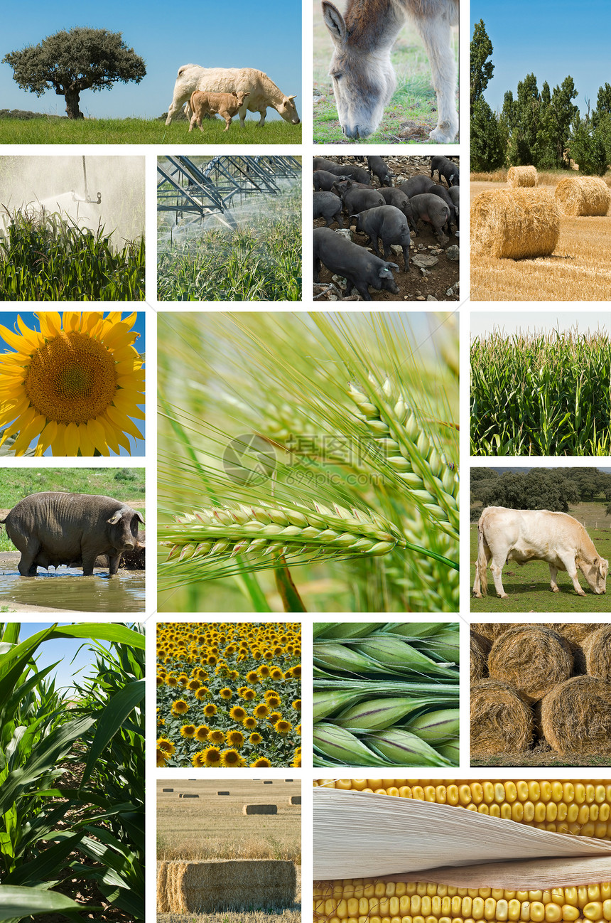 农业和畜牧业图片
