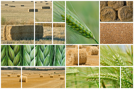 贝利和小麦培养高清图片素材