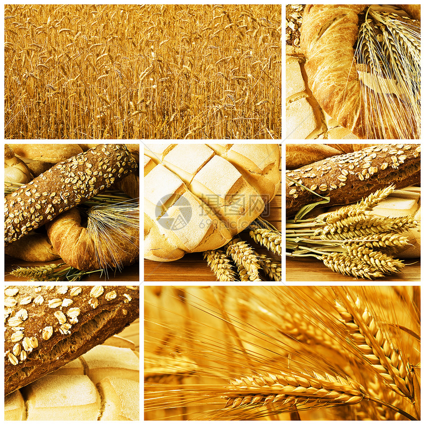 布莱德工作室包子种子生长谷物小麦场地稻草面包面粉图片