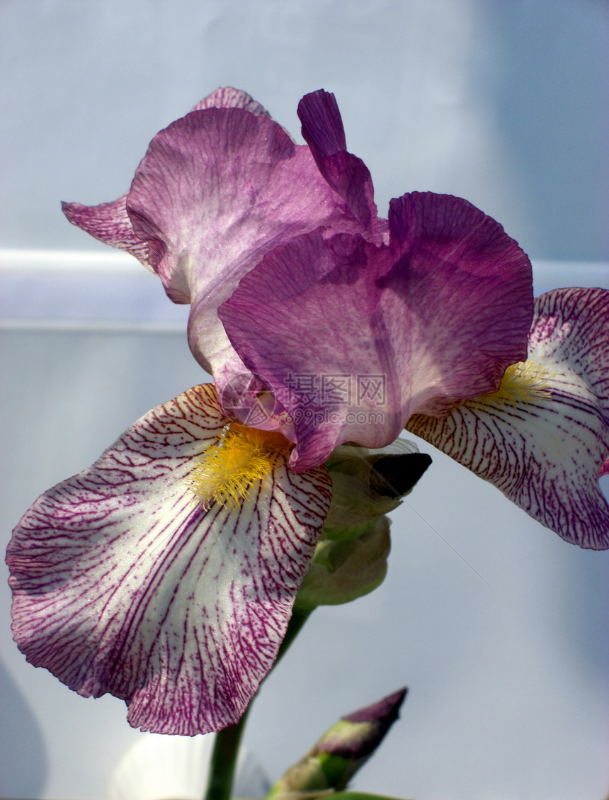 利里紫丁香季节性花园黄色园艺雄蕊紫色百合花瓣植物学图片