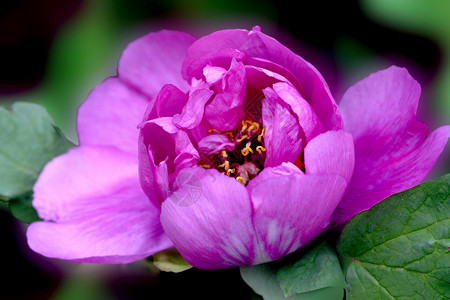 植物 鲜花紫色红色花朵叶子牡丹花背景图片