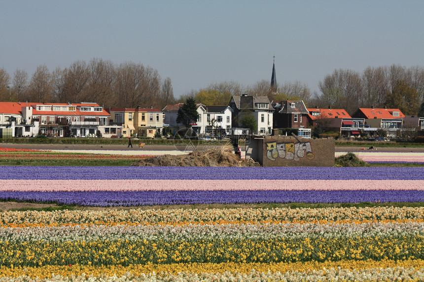 荷兰花卉产业 田地上的鲜花图片