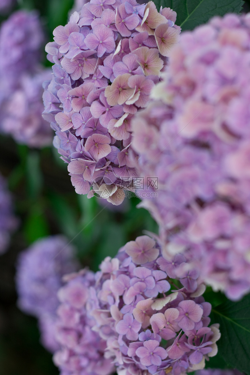 阿吉赛河长江生长花园花瓣植物装潢绣球花园艺大叶紫色图片