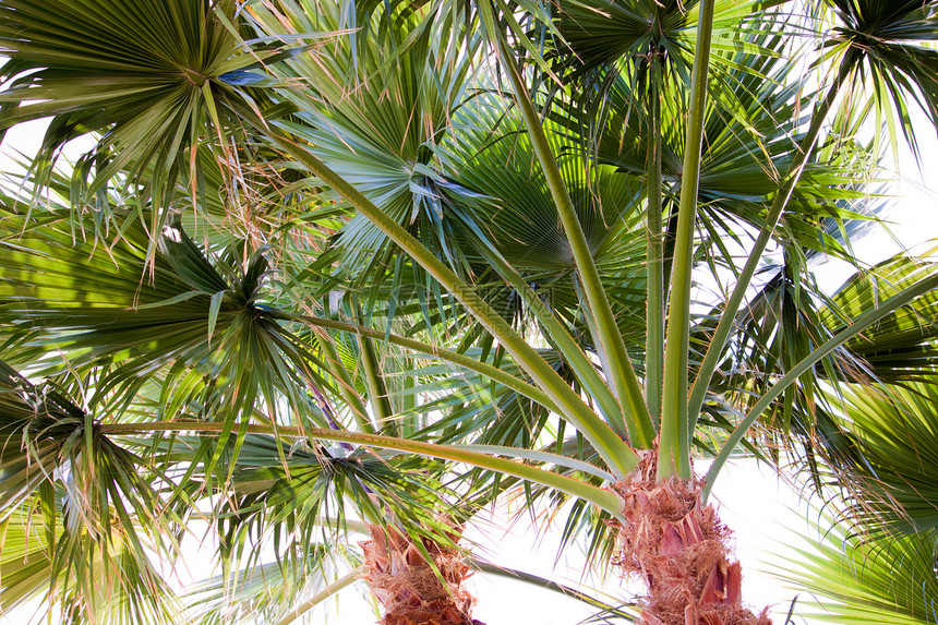 棕榈绿色热带床单植物图片