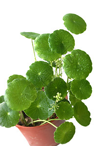 植物 赖西玛奇亚克里斯蒂娜花盆金钱草娱乐栽培绿色生长背景图片