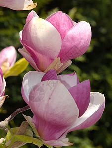 鲜花晴天白色植物粉色背景图片