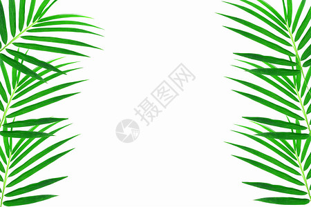 竹叶叶框架文化竹子枝条场景植物治疗热带福利禅意背景图片