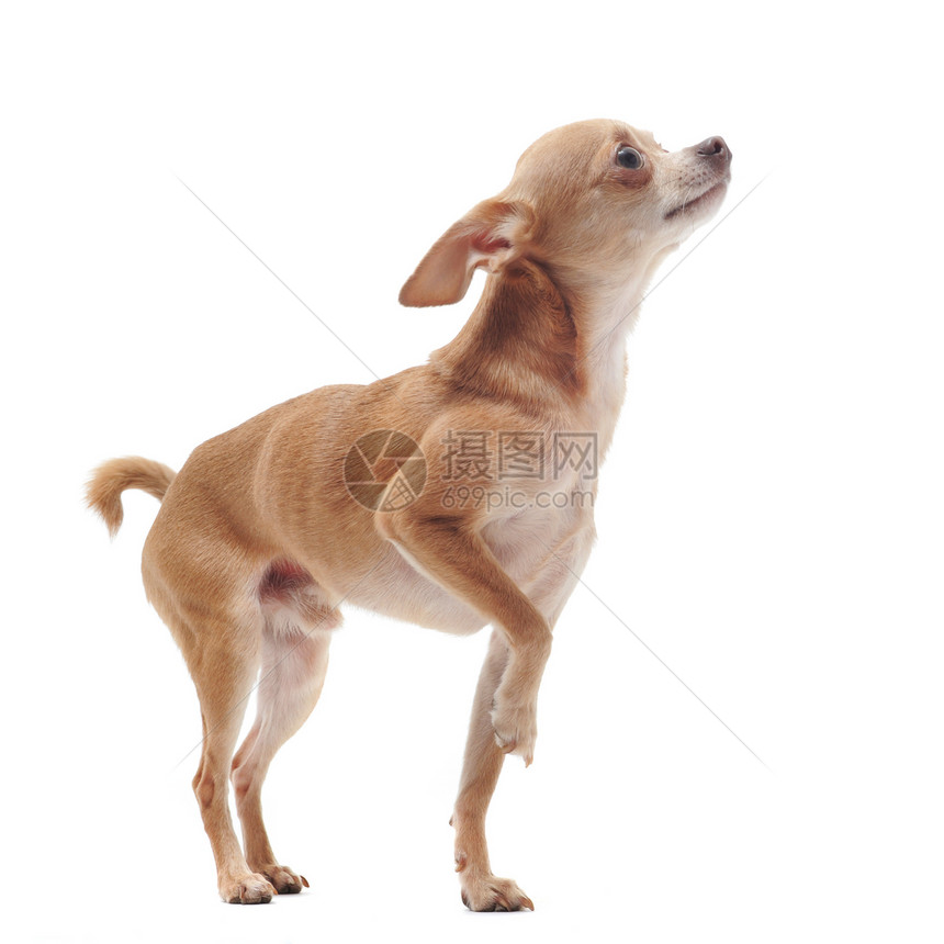 短短头发吉娃娃白色工作室动物棕色宠物伴侣犬类图片