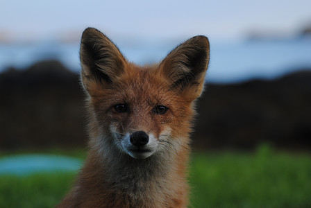 Fox 狐狸背景图片
