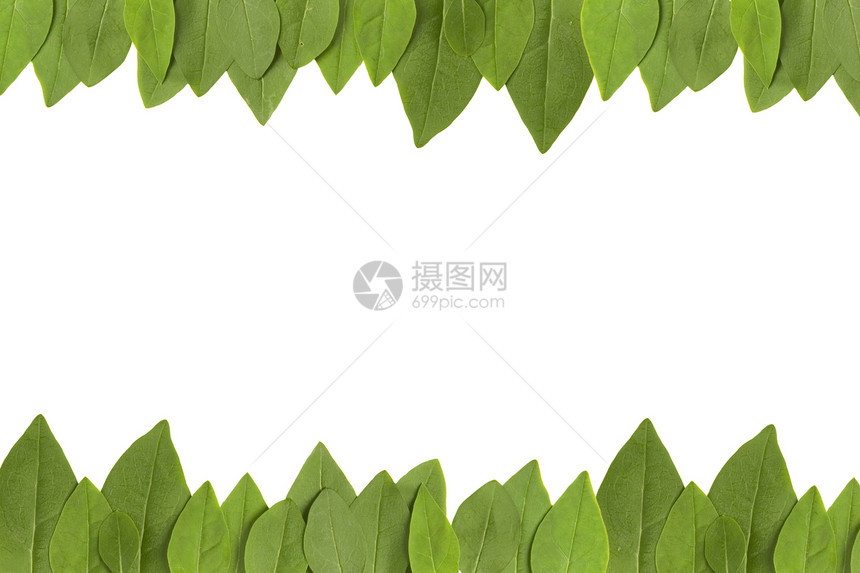 绿叶框架照片叶子插图文化边界收成森林植物装饰生长图片