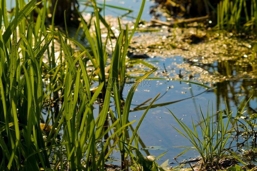 带草的太阳湖图片