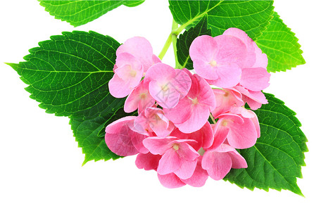 粉色黑桃色acolor大叶绣球花照片活力白色绿色拖把头植物树叶背景图片