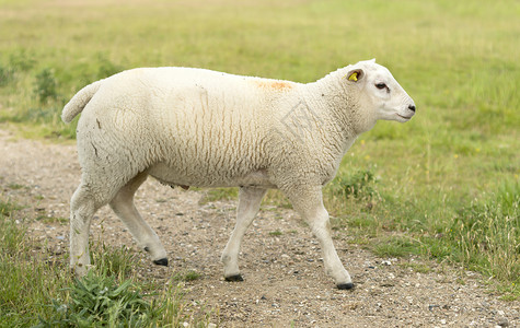 在路上行走的年轻绵羊农场农田农业母羊羊肉羊毛乡村白色场地绿色年轻的高清图片素材
