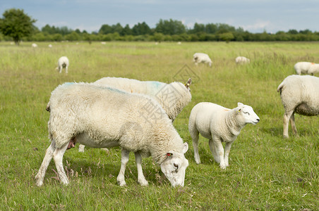 绵羊群农田农场绿色母羊乡村风景农业羊肉场地白色可爱的高清图片素材