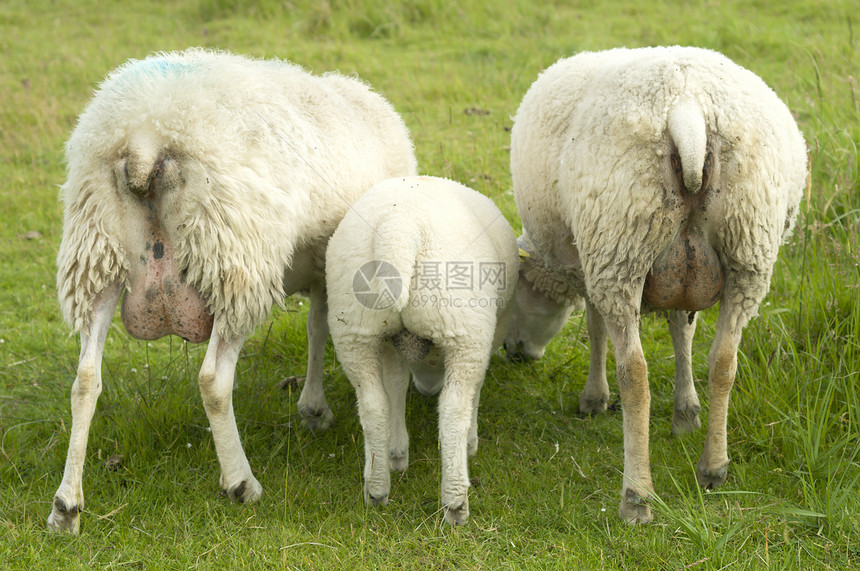 绵羊群哺乳动物白色羊毛风景母羊尾巴农场农田羊肉农业