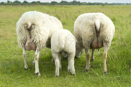 绵羊群尾巴农田母羊风景羊毛白色牧场绿色农业农场年轻的高清图片素材