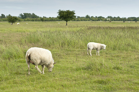 在路上行走的年轻绵羊风景农田羊肉牧场乡村场地哺乳动物母羊白色绿色草高清图片素材