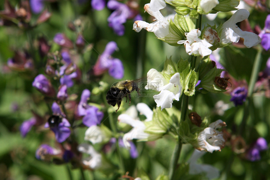 大黄蜂熊蜂篮子昆虫飞行花园花粉动物动物群植物花瓣图片