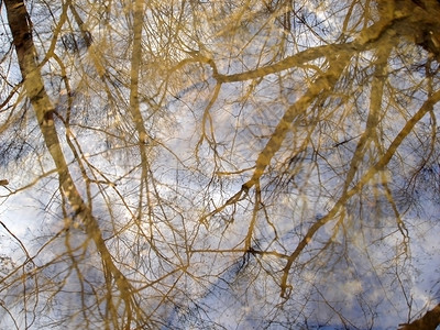 反射 水 树 背景 木背景图片