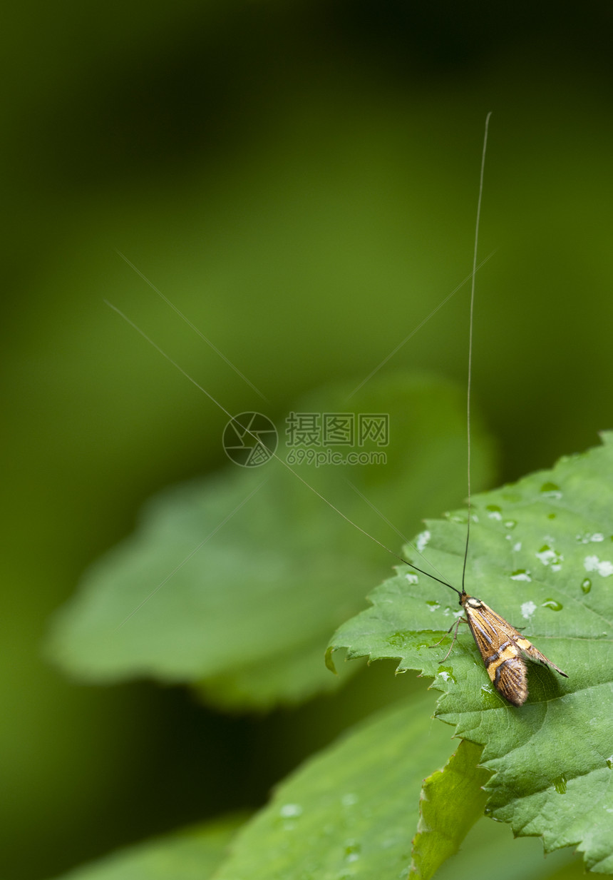 长角黄蜂的雄性尼莫福拉长角牛昆虫蝴蝶二态性绿色男性触角天线图片